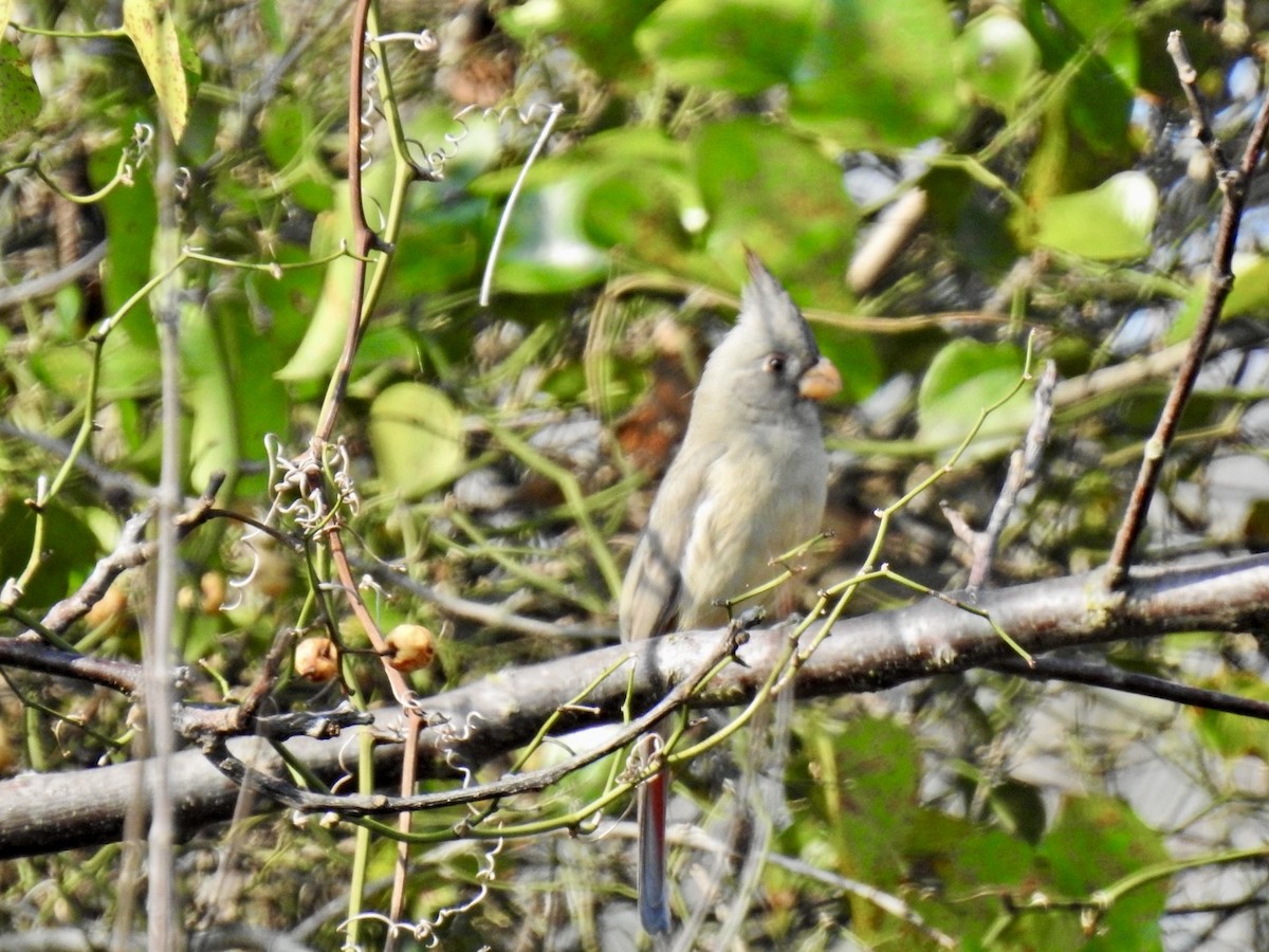 Pyrrhuloxia - ML645742951