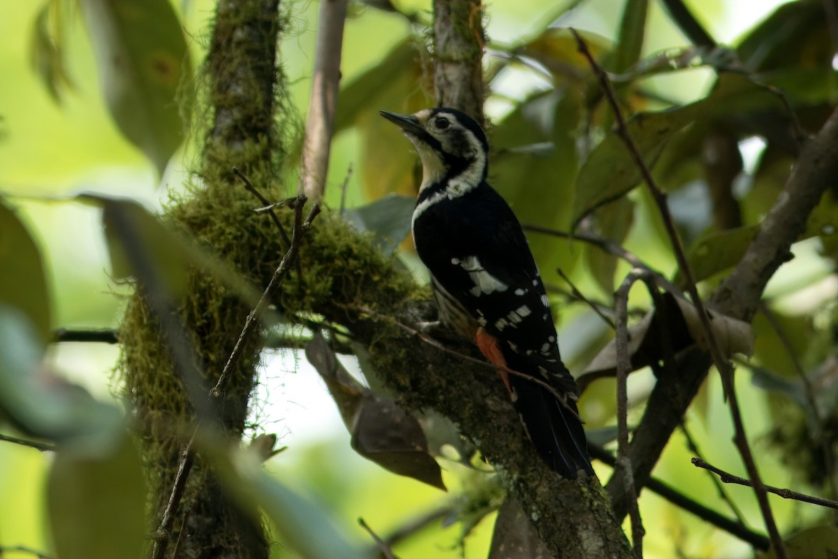 Necklaced Woodpecker - ML645742952