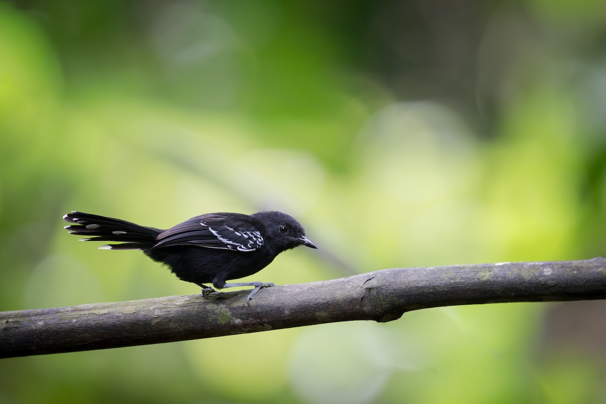 Траурная муравьянка - ML645742953