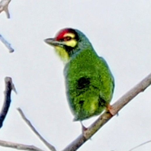 Coppersmith Barbet - ML645742957