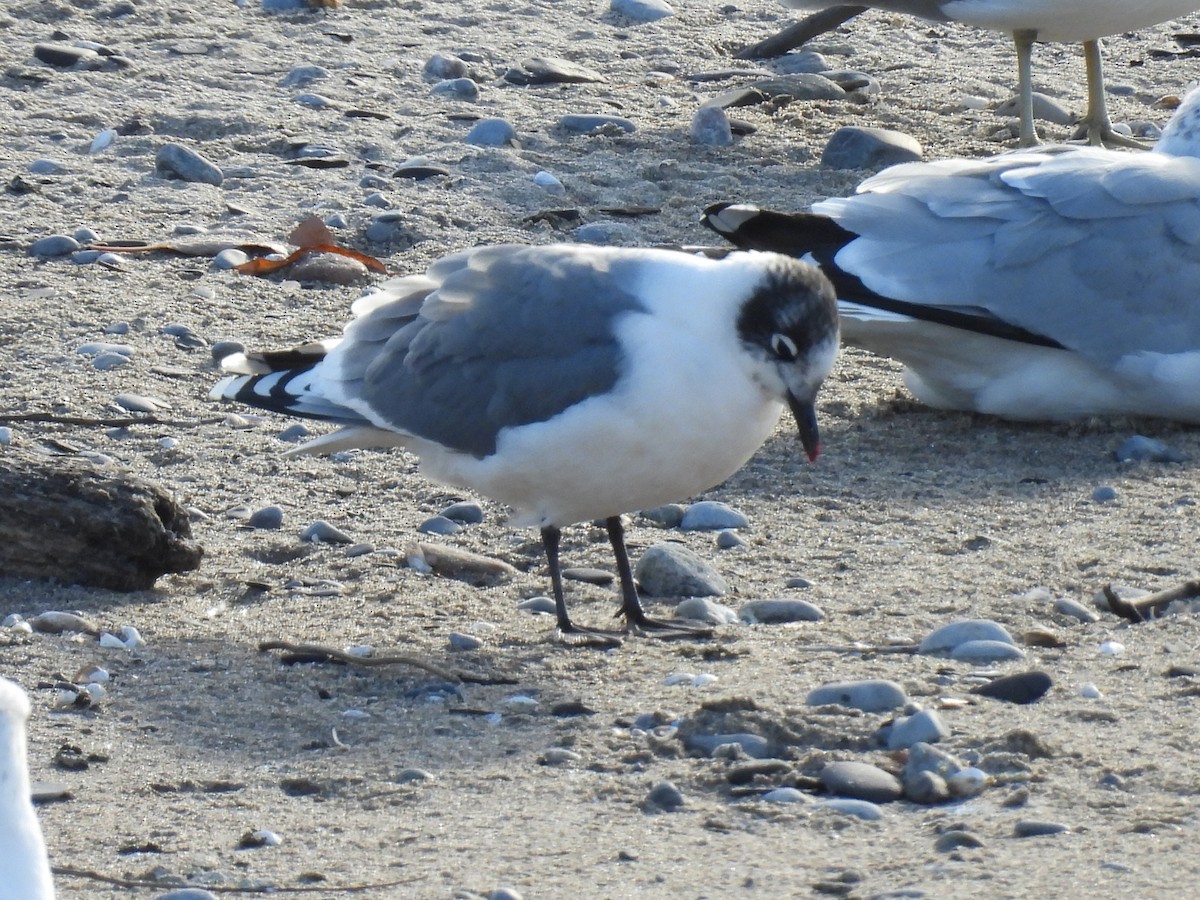 Franklin's Gull - ML645742960
