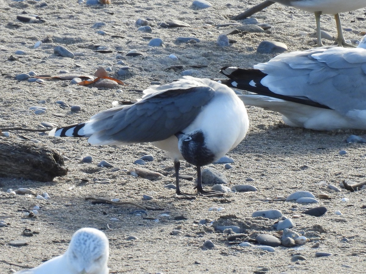 Franklin's Gull - ML645742961