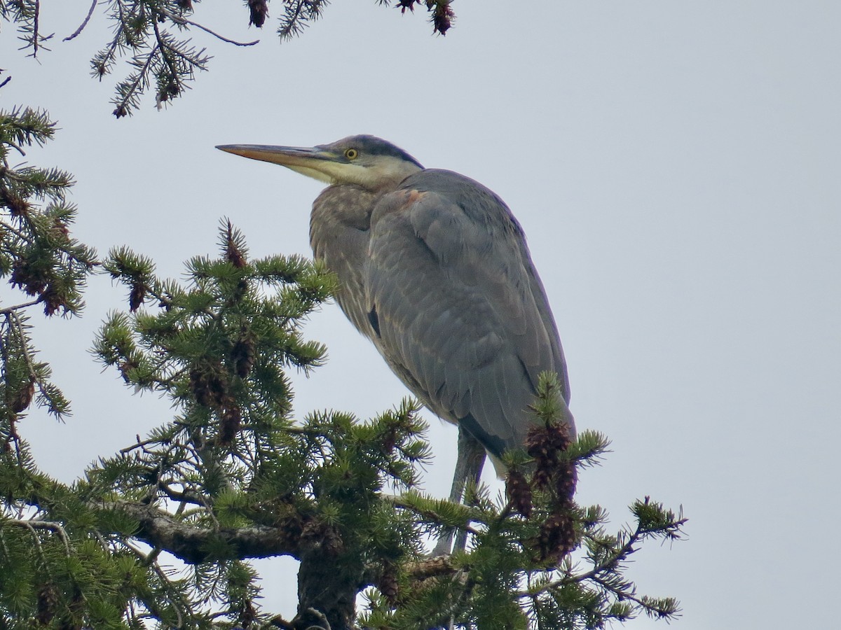 Great Blue Heron - ML645742966