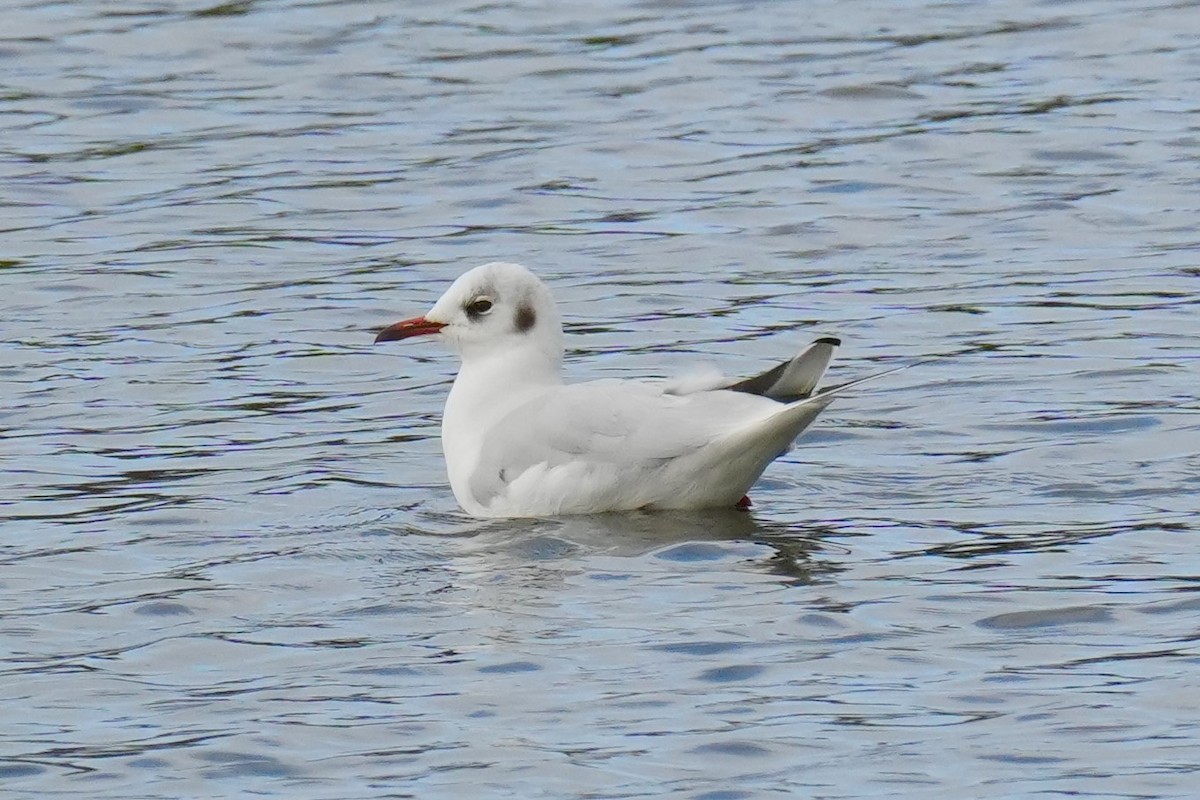 Black-headed Gull - ML645742972