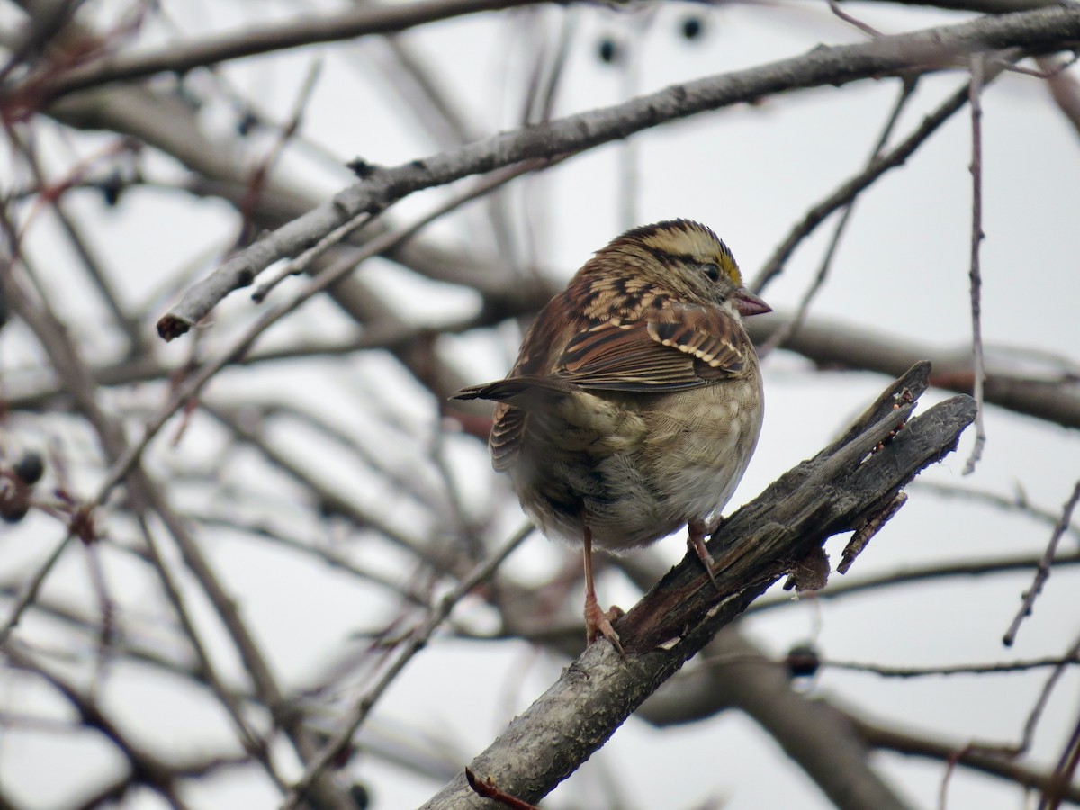 White-throated Sparrow - ML645742977