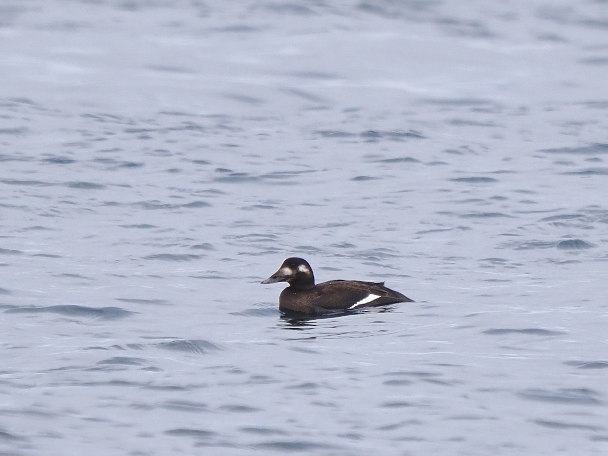 Ak Kanatlı Kadife Ördek - ML645742980