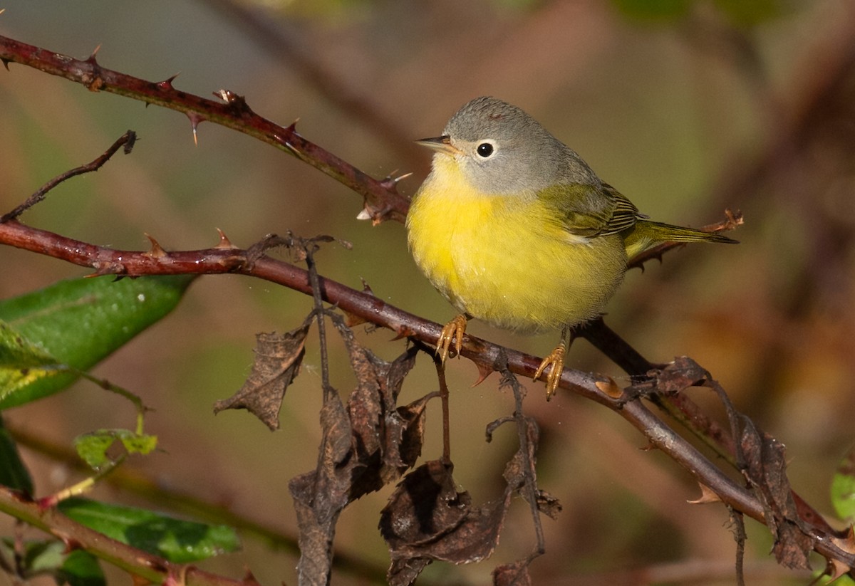 Nashville Warbler - ML645742982