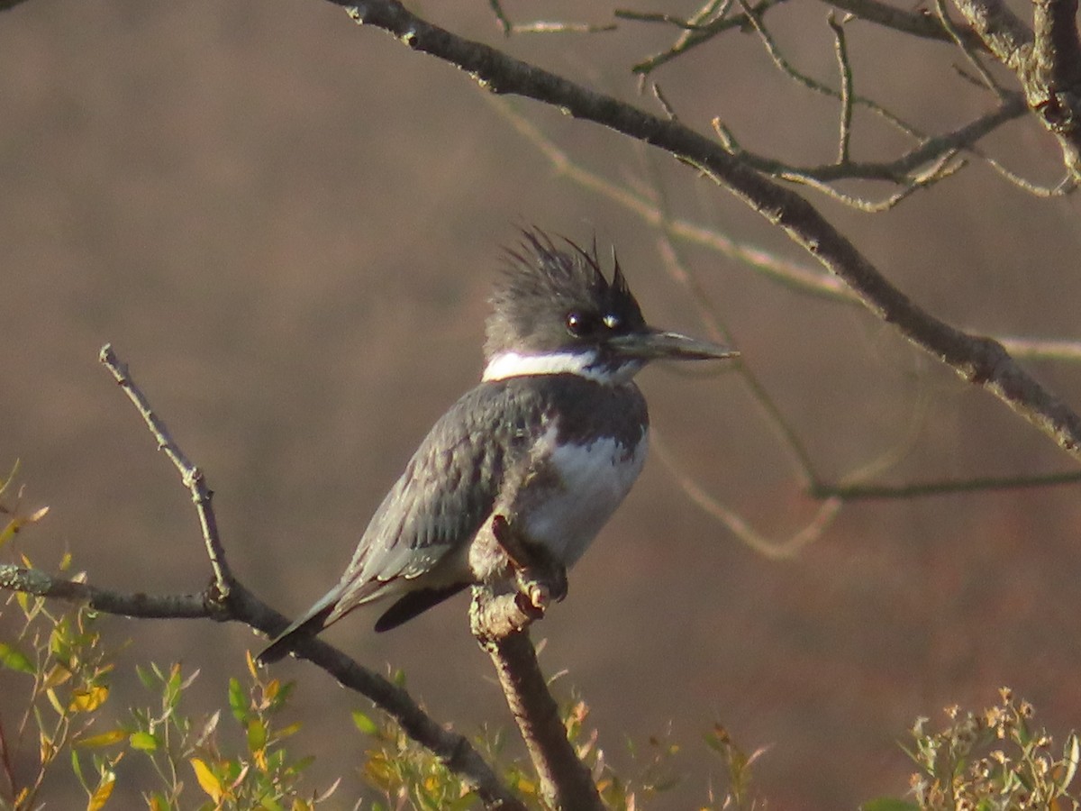Belted Kingfisher - ML645742986