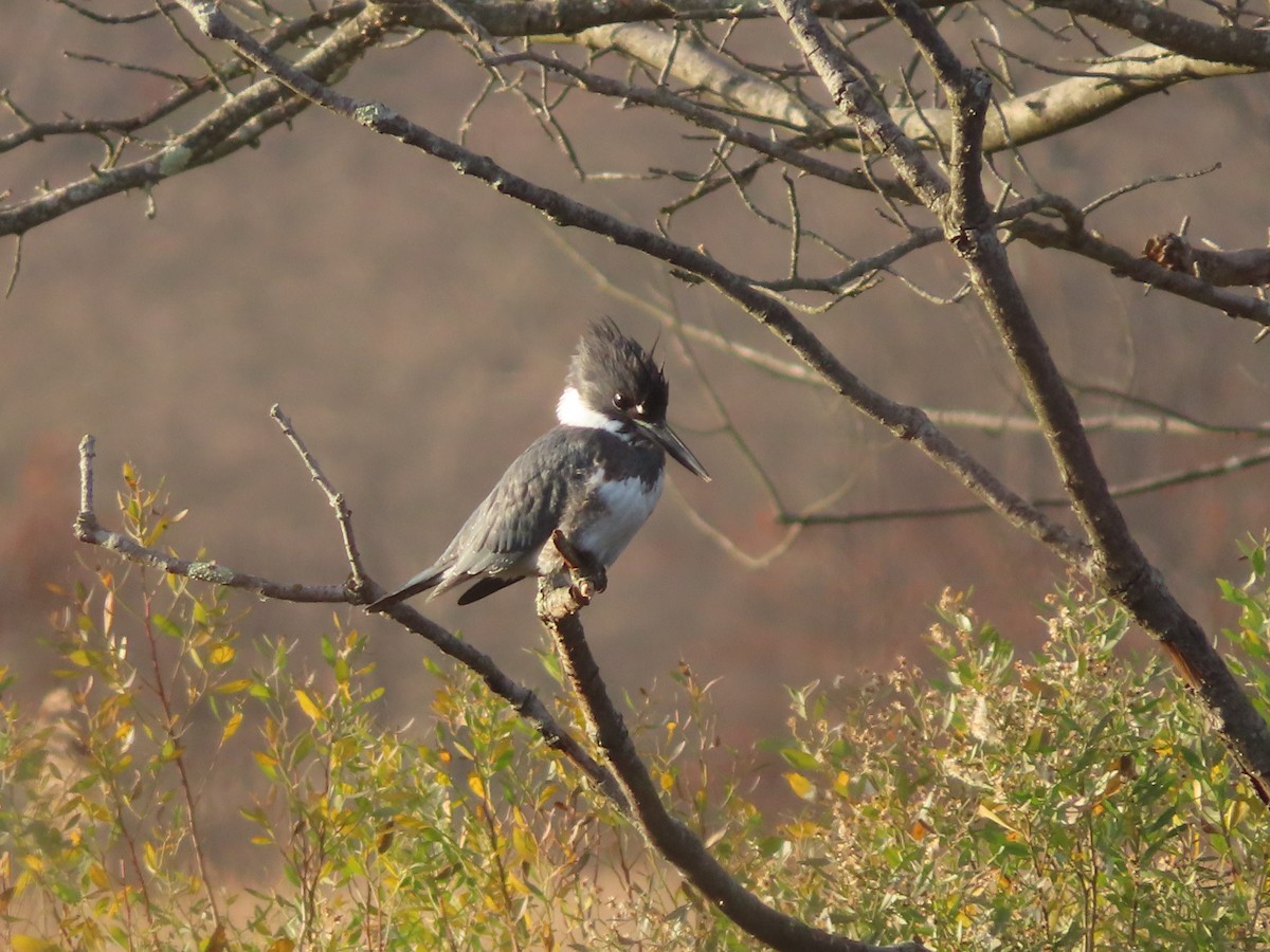 Belted Kingfisher - ML645742988