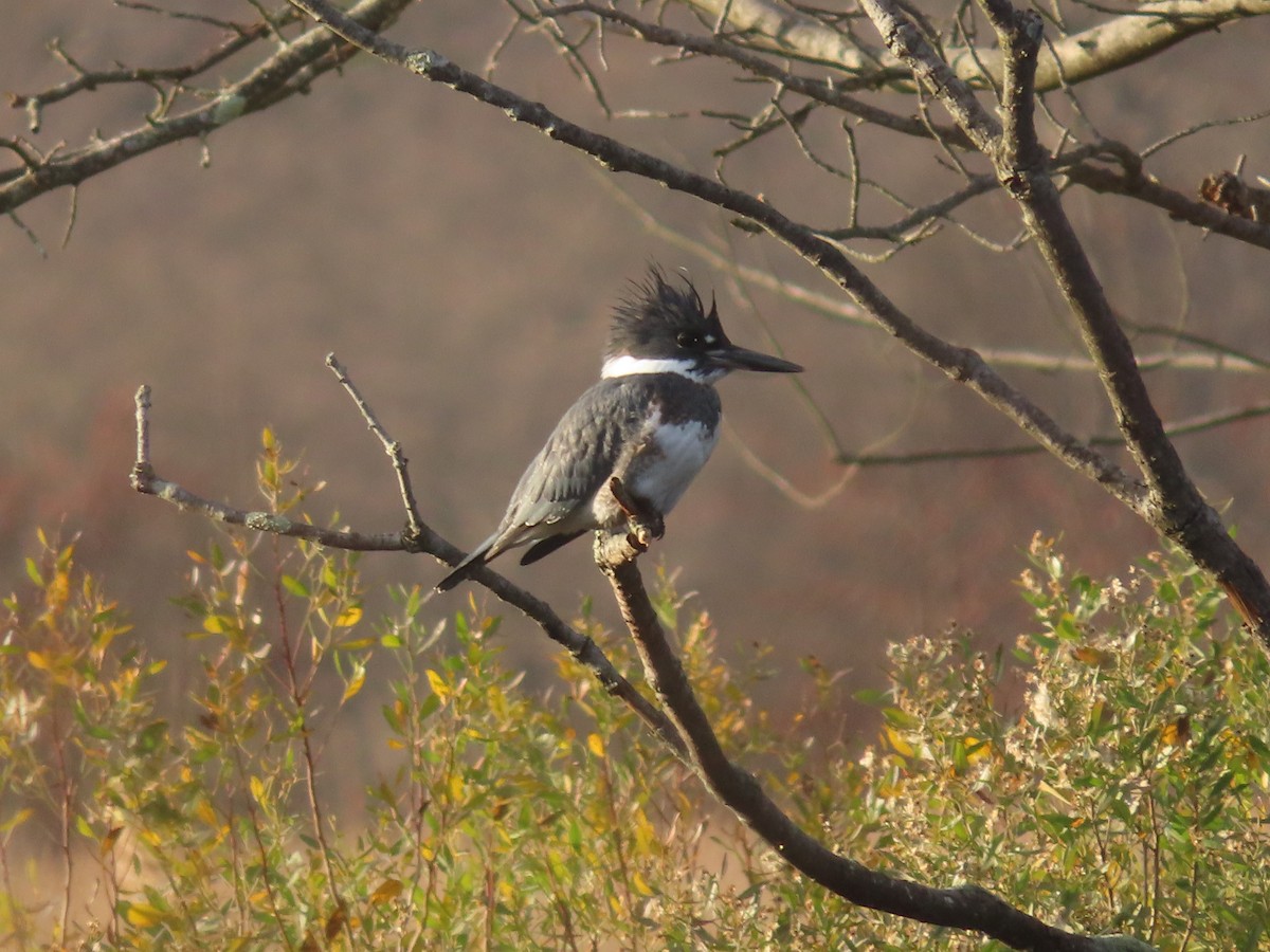 Belted Kingfisher - ML645742989