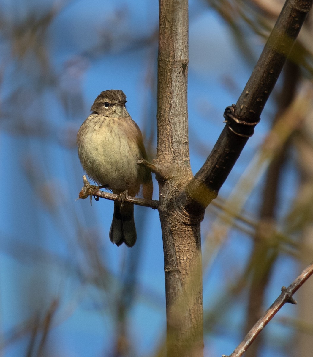 Palm Warbler (Western) - ML645742990
