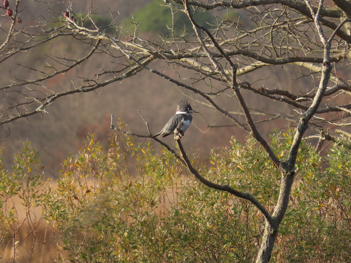 Belted Kingfisher - ML645742991