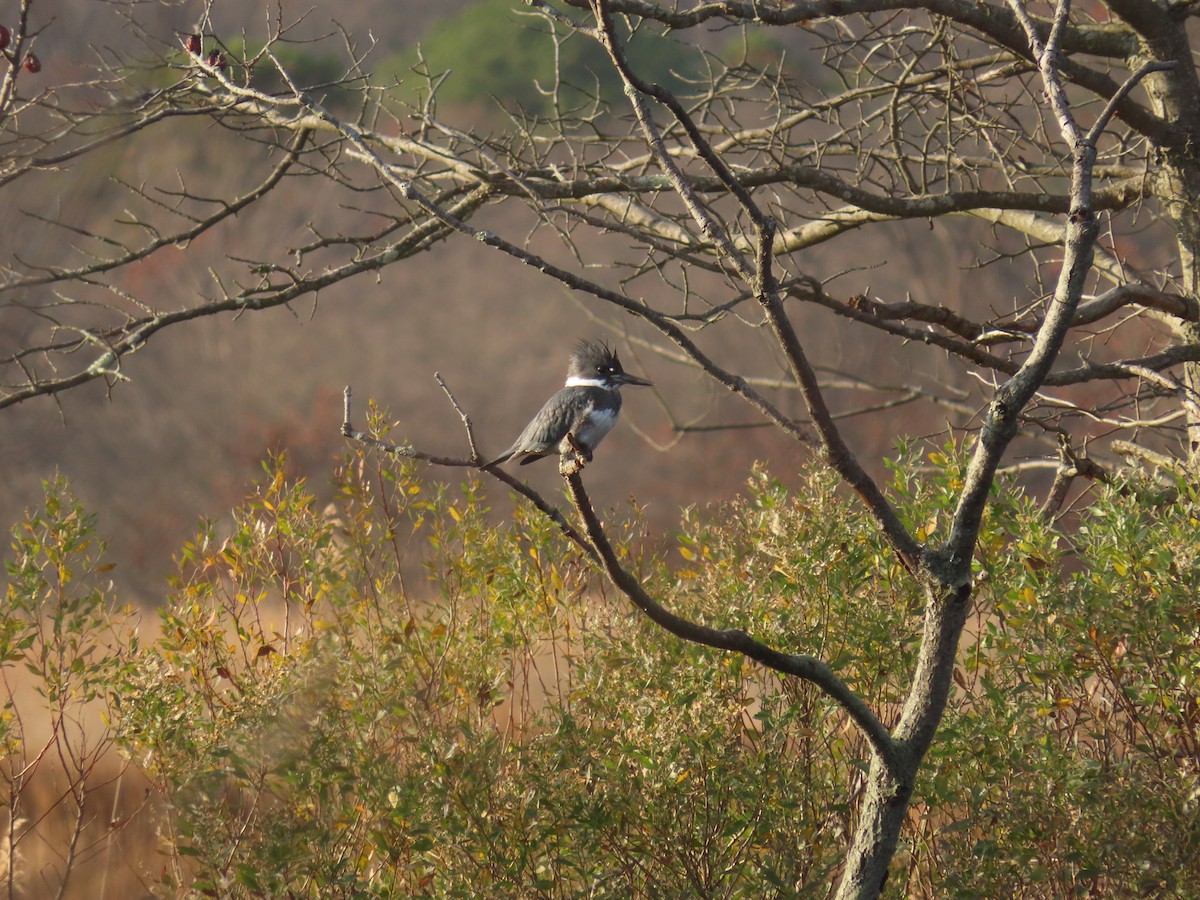 Belted Kingfisher - ML645742992