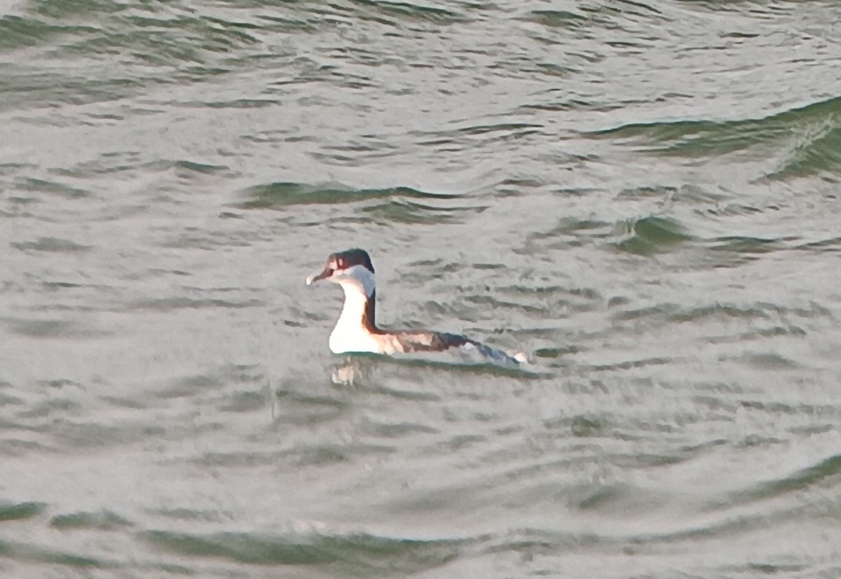 Horned Grebe - ML645742995