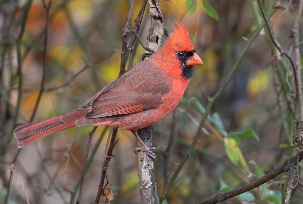 Northern Cardinal - ML645742997