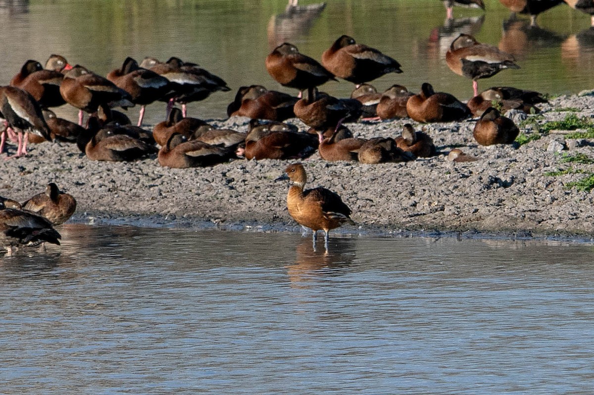 Fulvous Whistling-Duck - ML645743002