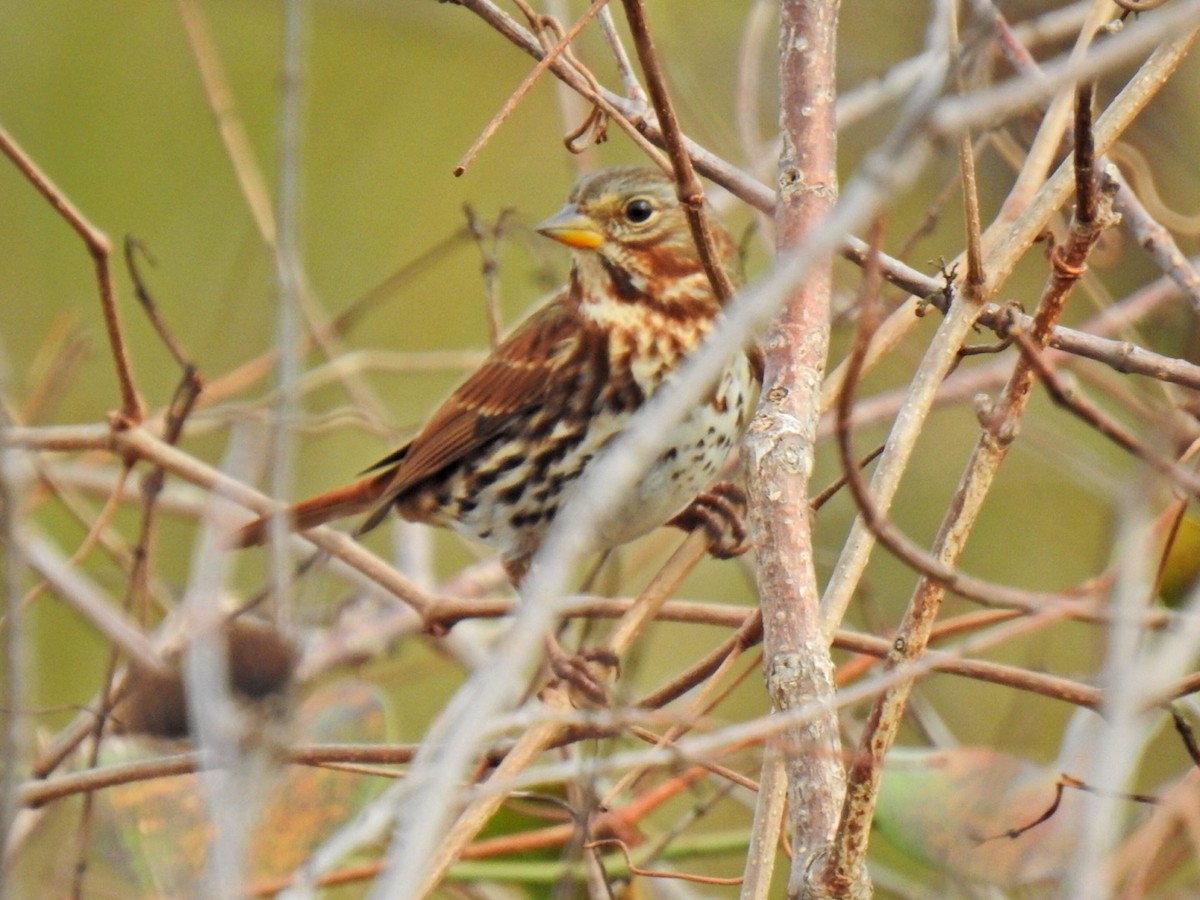 Fox Sparrow - ML645743008