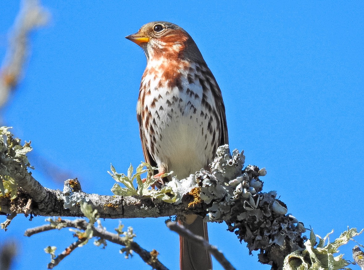 Fox Sparrow - ML645743009