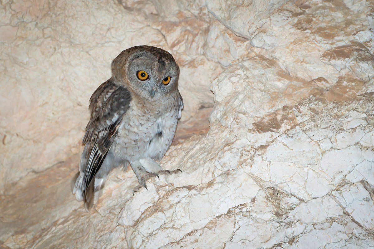 Desert Owl - ML645743011