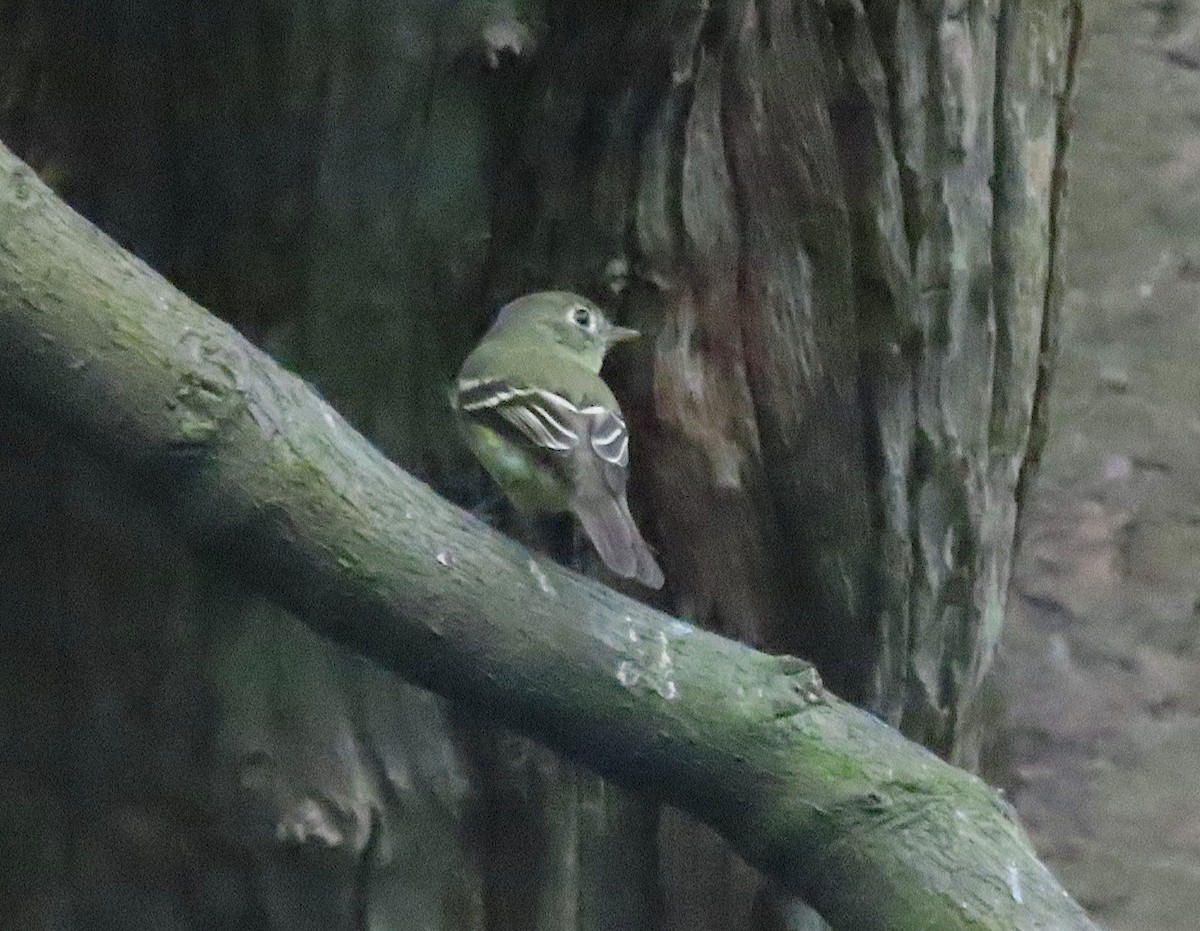 Yellow-bellied Flycatcher - ML645743014