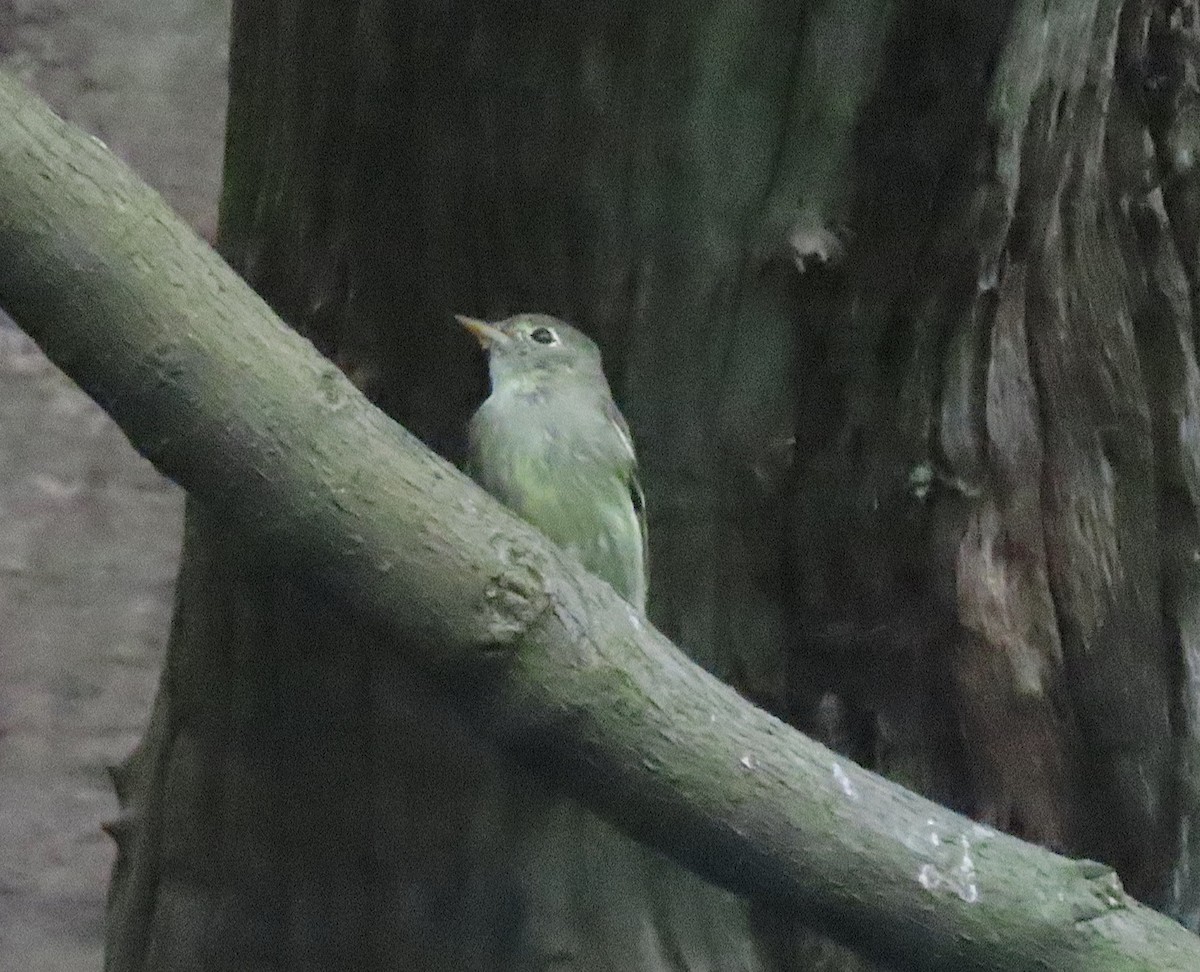 Yellow-bellied Flycatcher - ML645743015