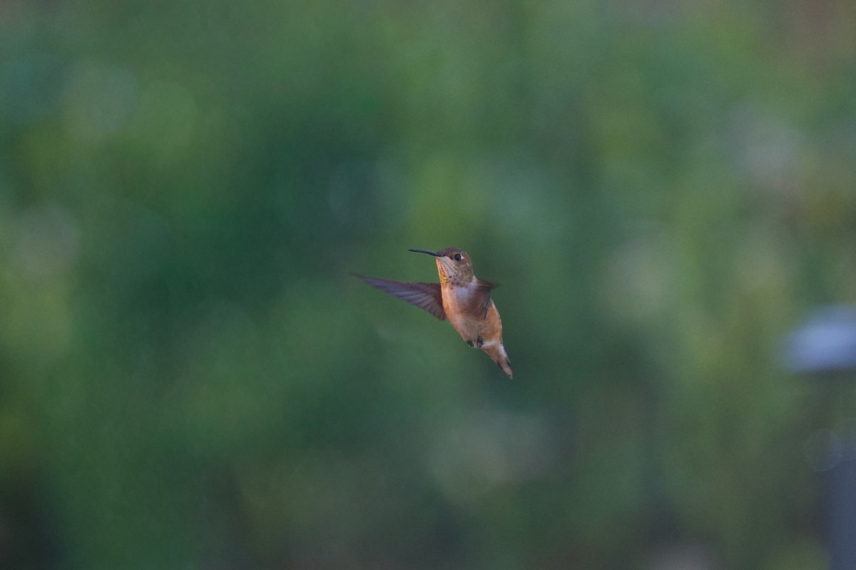 kalypta rezavolesklá - ML645743016