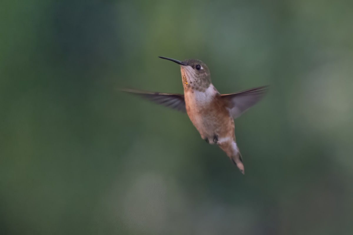 kalypta rezavolesklá - ML645743017