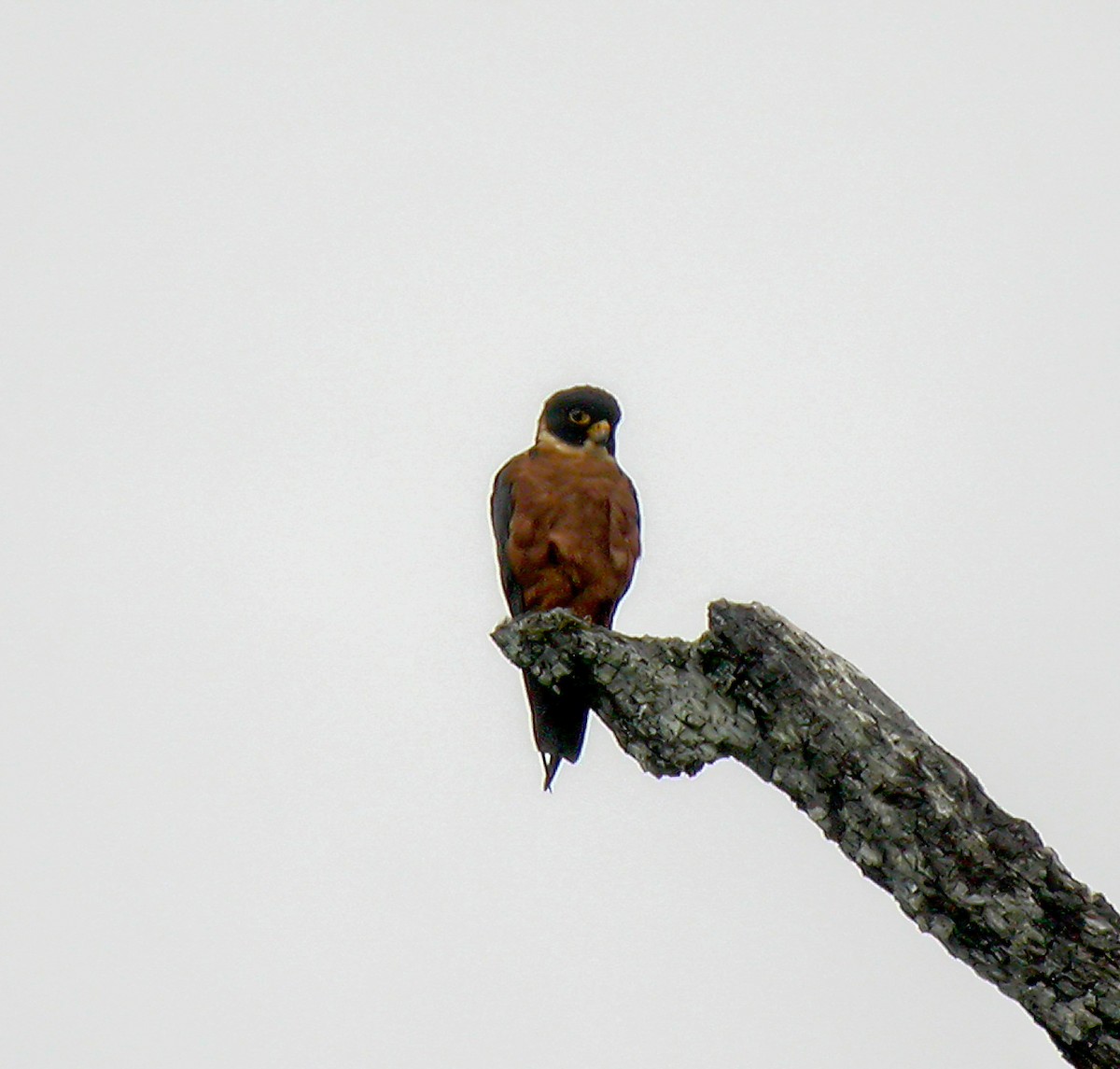 Oriental Hobby - ML645743022