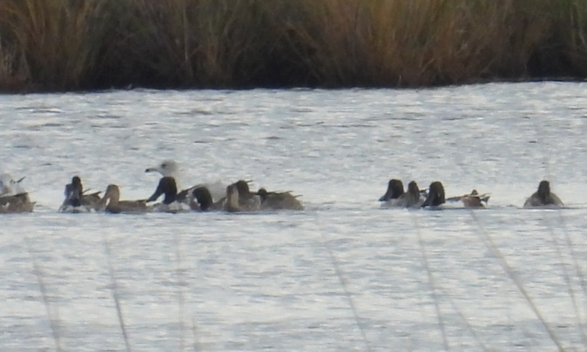 Northern Shoveler - ML645743023