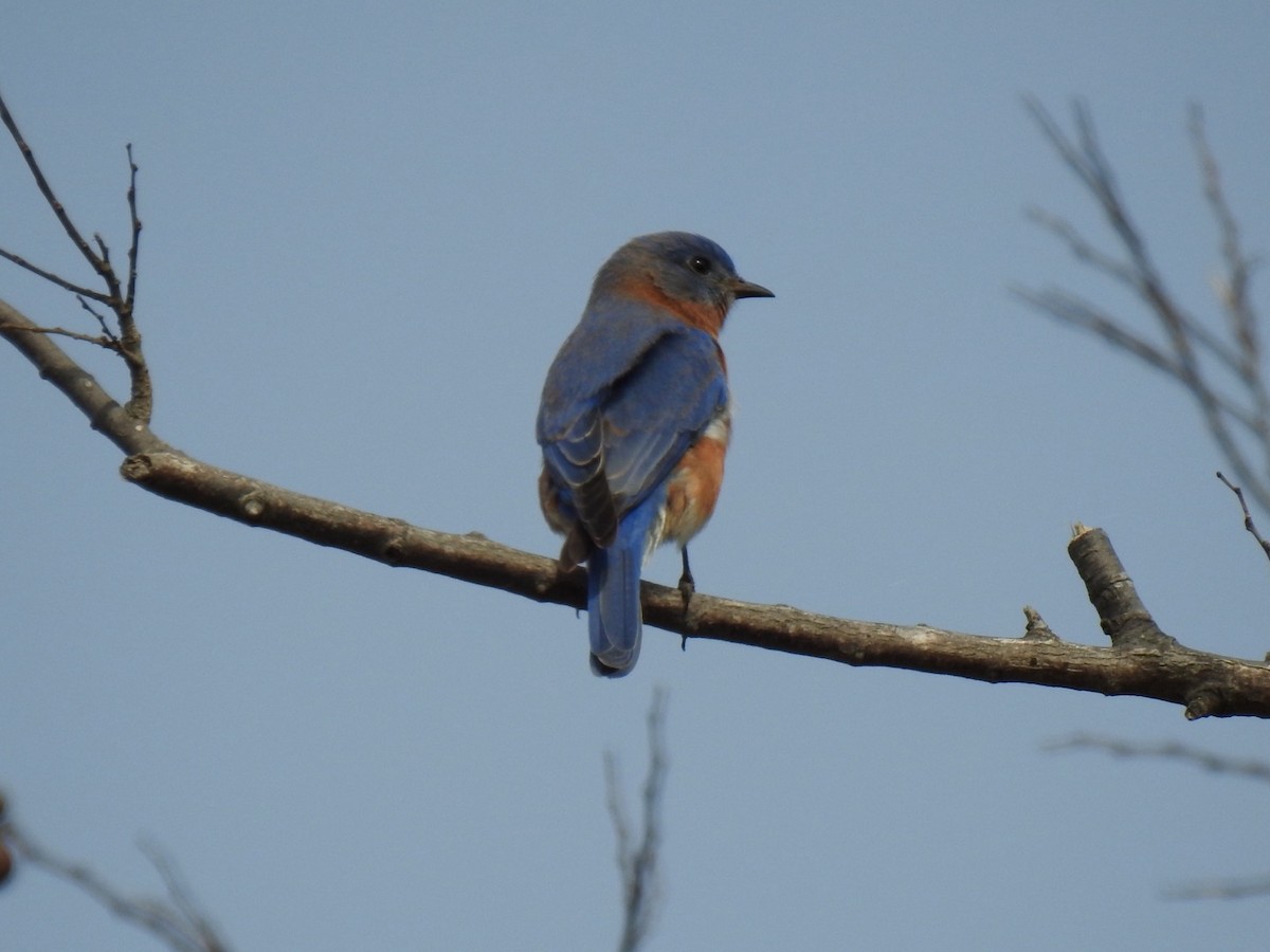 salašník modrý - ML645743025