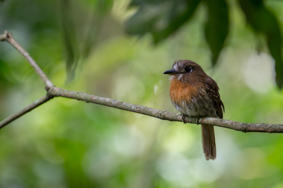 Усатая пуховка - ML645743029