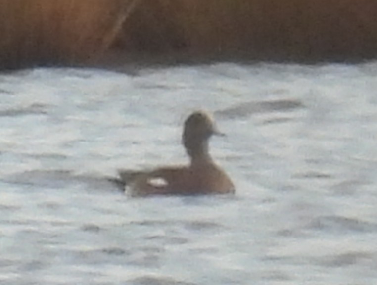 American Wigeon - ML645743030