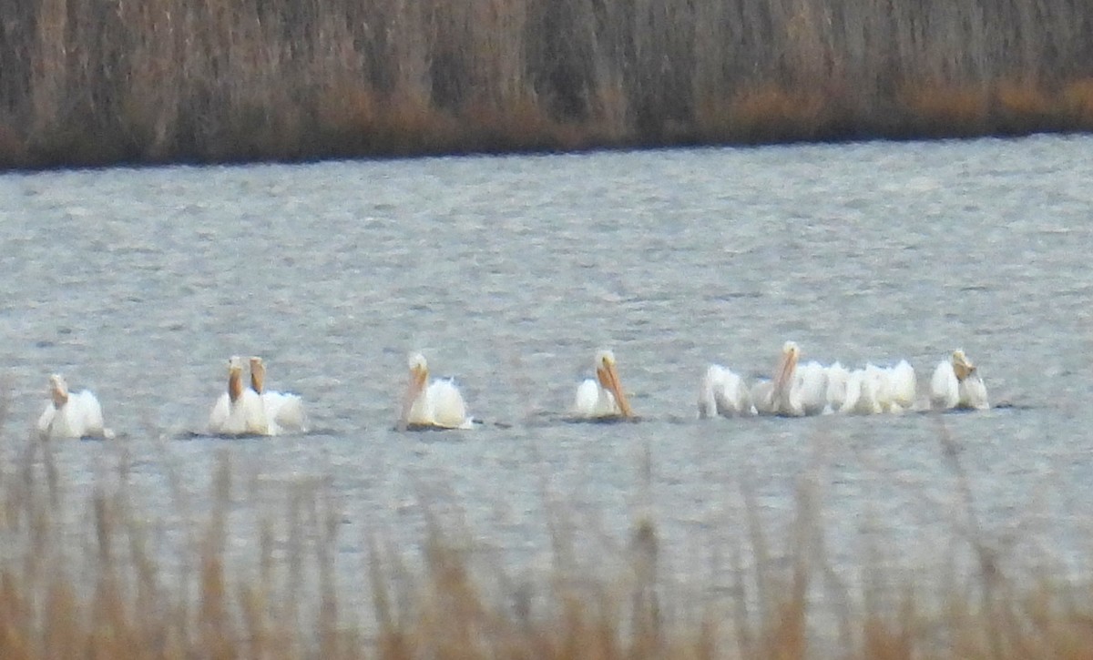 American White Pelican - ML645743041