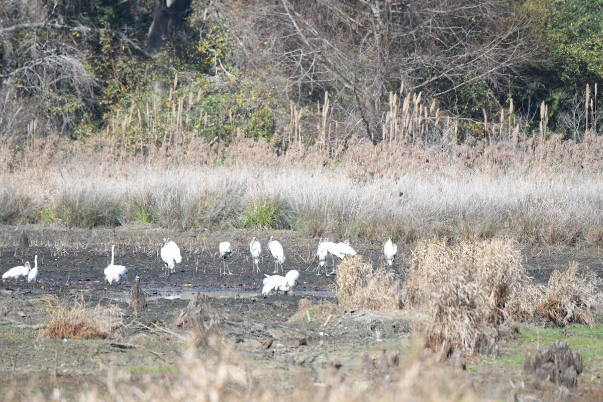 Wood Stork - ML645743051