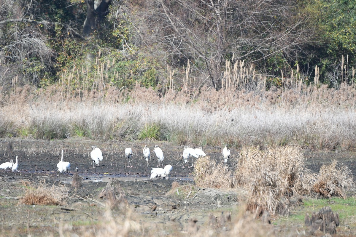 Wood Stork - ML645743052