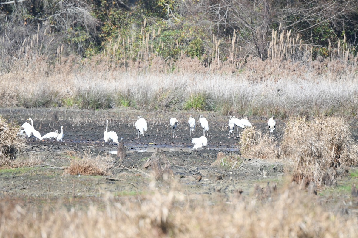 Wood Stork - ML645743053