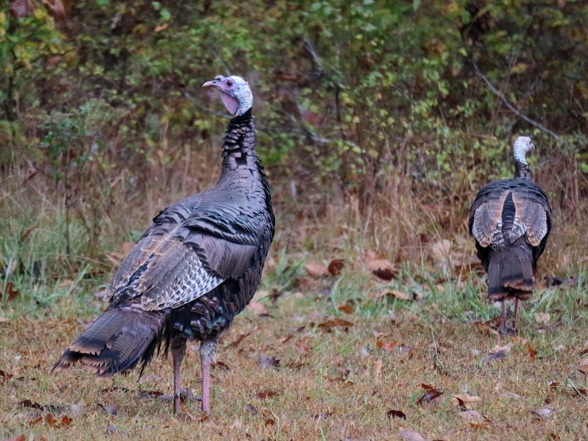 krocan divoký - ML645743061