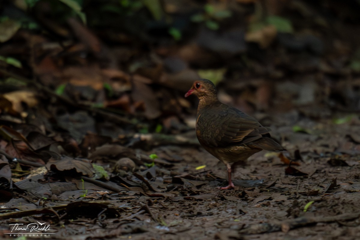 Ruddy Quail-Dove - ML645743063