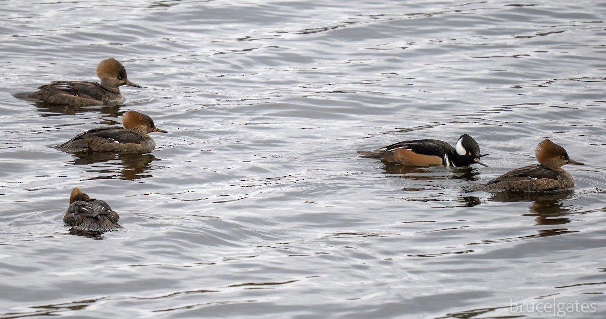 Hooded Merganser - ML645743072