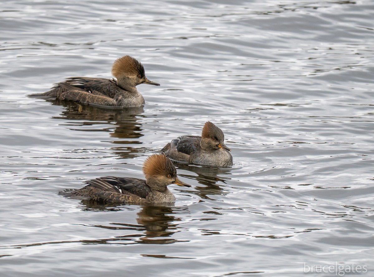 Hooded Merganser - ML645743074