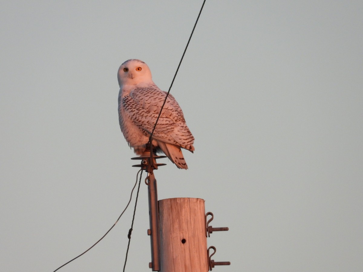 Snowy Owl - ML645743091