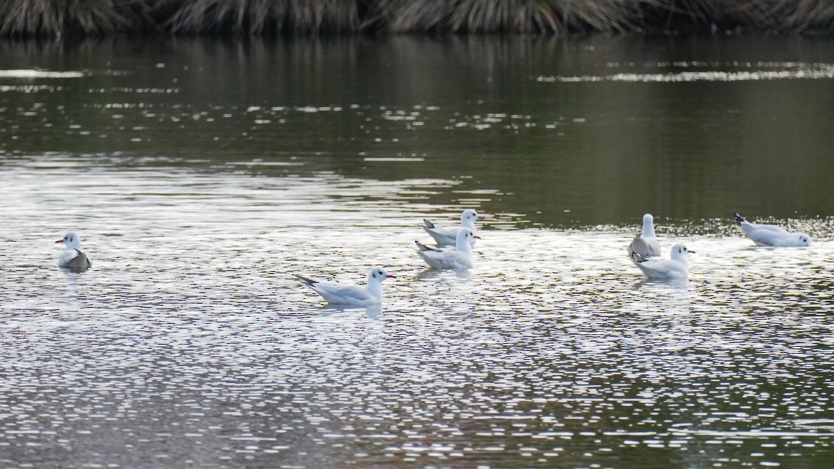 Black-headed Gull - ML645743092
