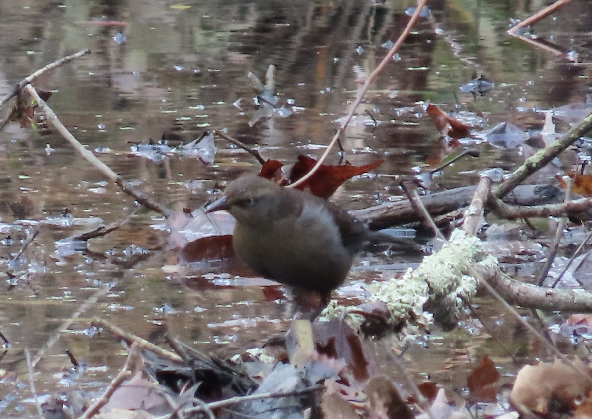 Rusty Blackbird - ML645743096