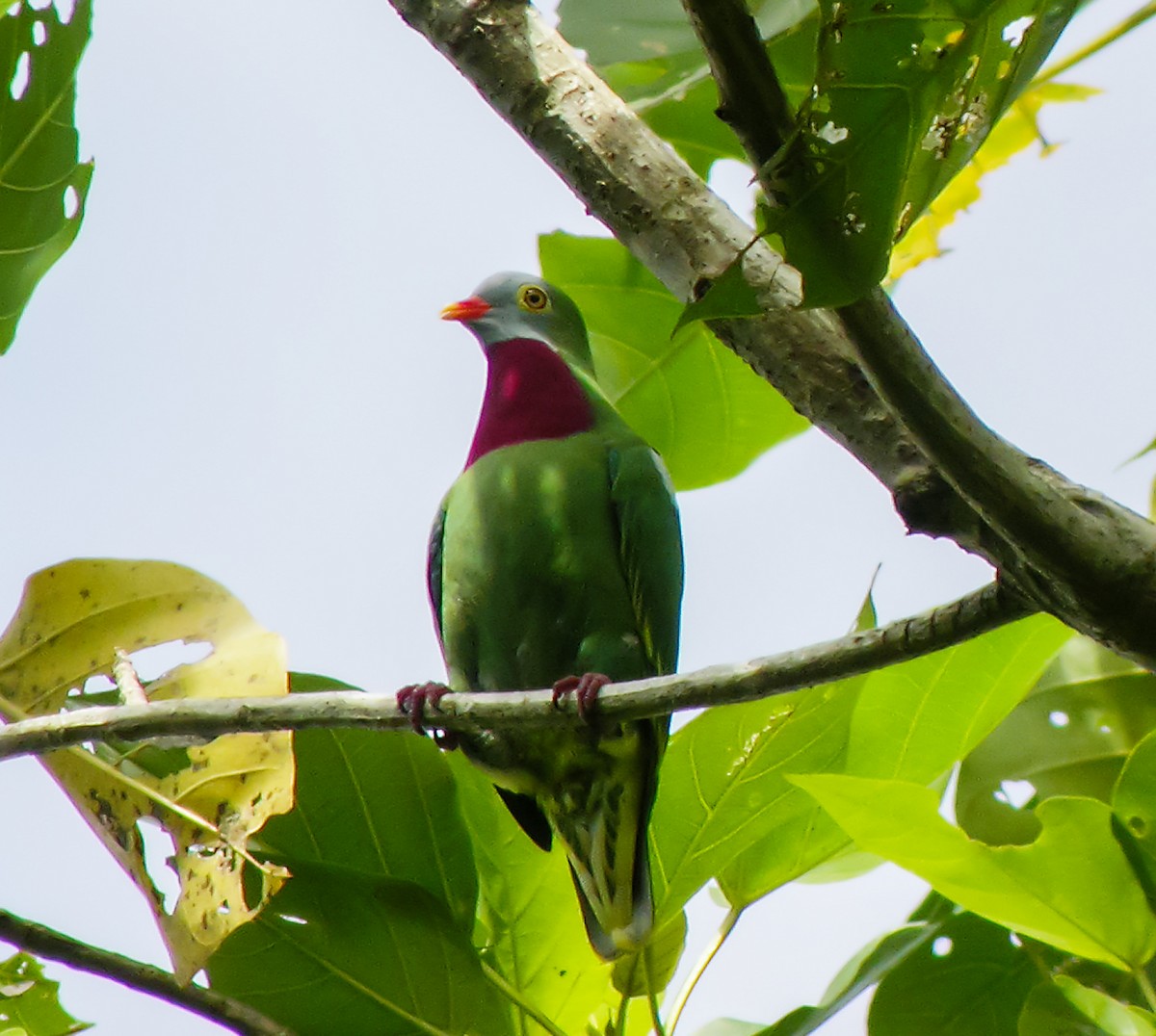 Claret-breasted Fruit-Dove - ML645743101