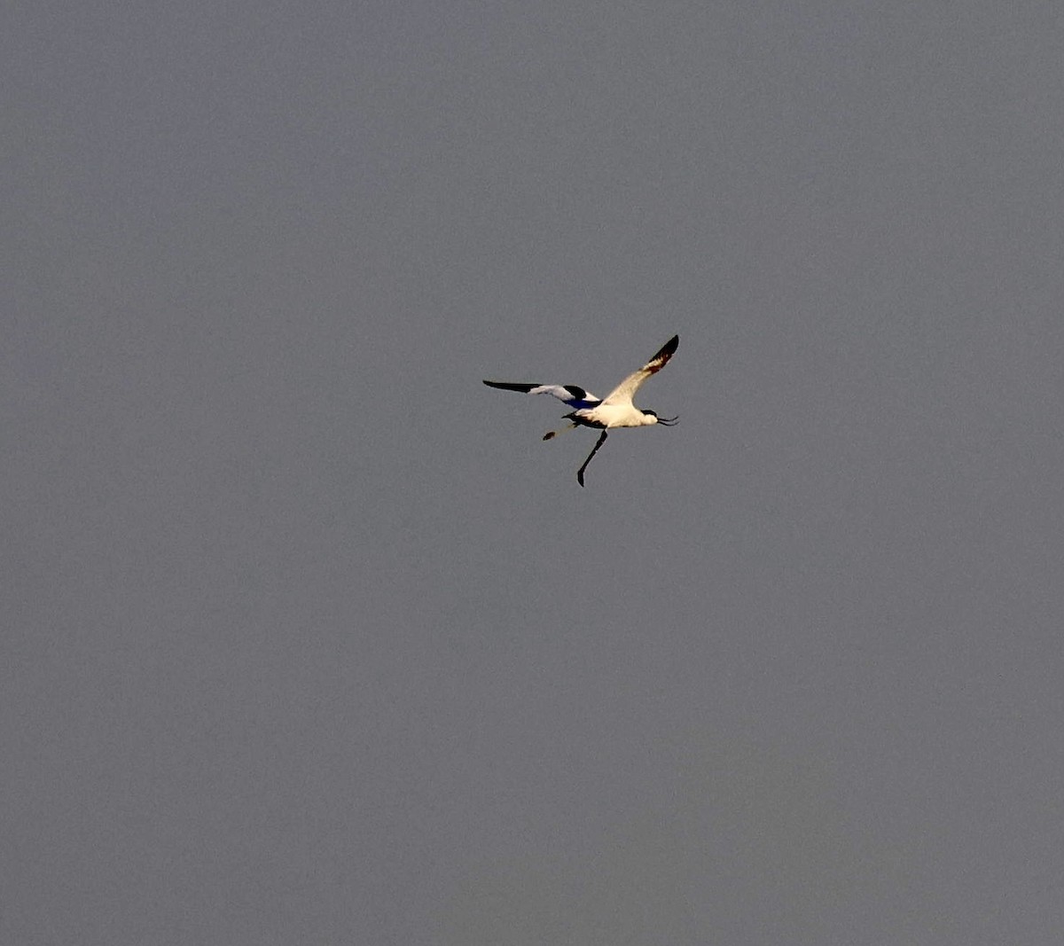 Pied Avocet - ML645743113