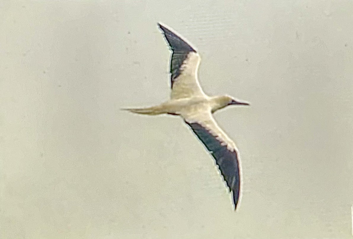 Rotfußtölpel - ML645743126