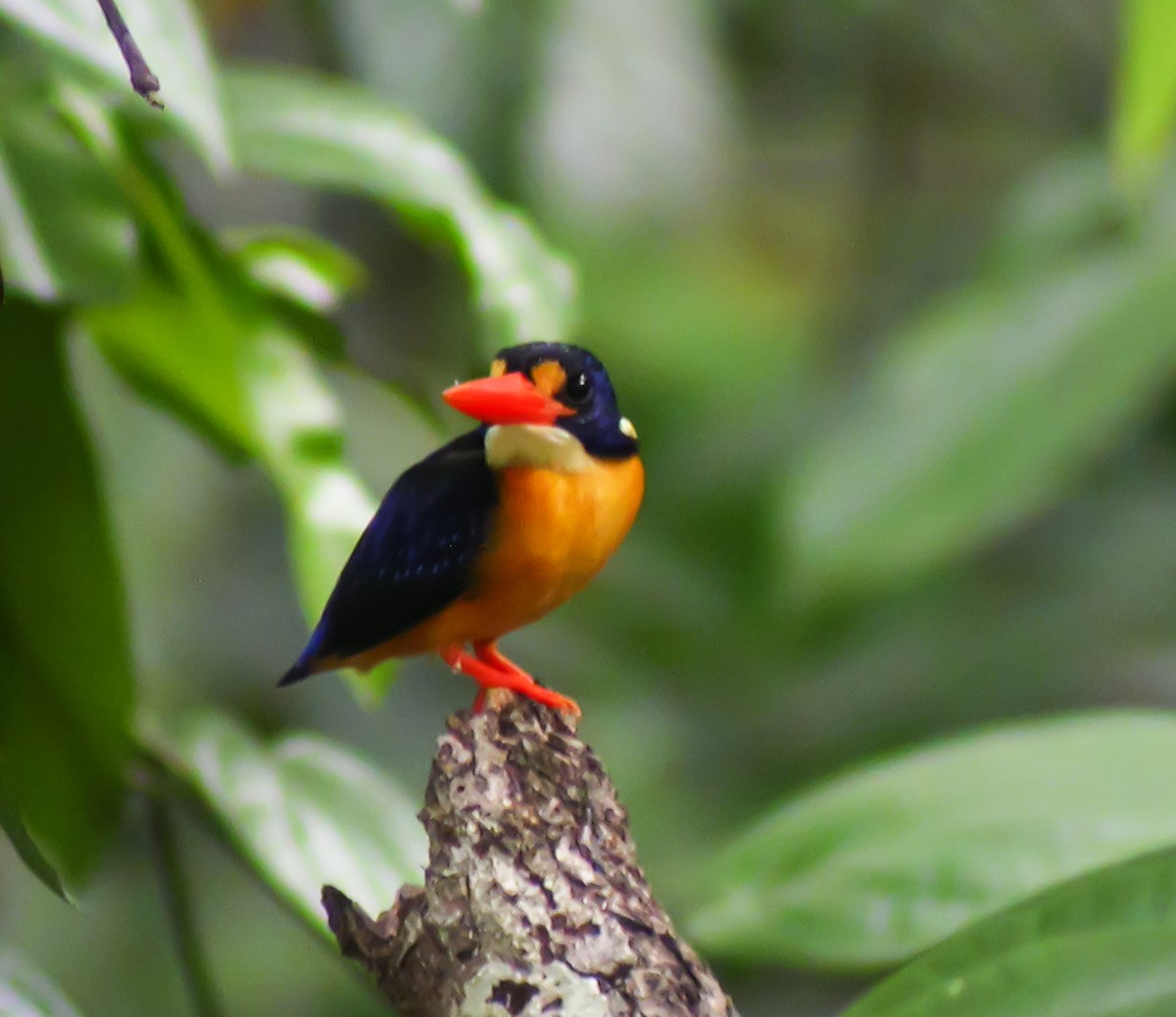 Moluccan Dwarf-Kingfisher - ML645743130