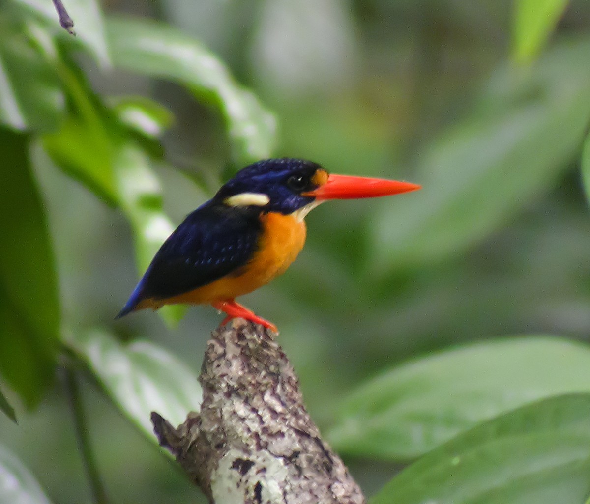 Moluccan Dwarf-Kingfisher - ML645743131