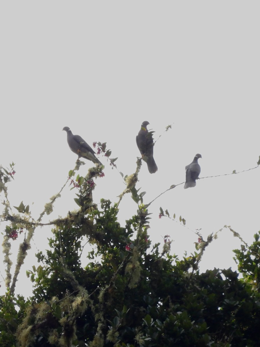 Band-tailed Pigeon - ML645743132