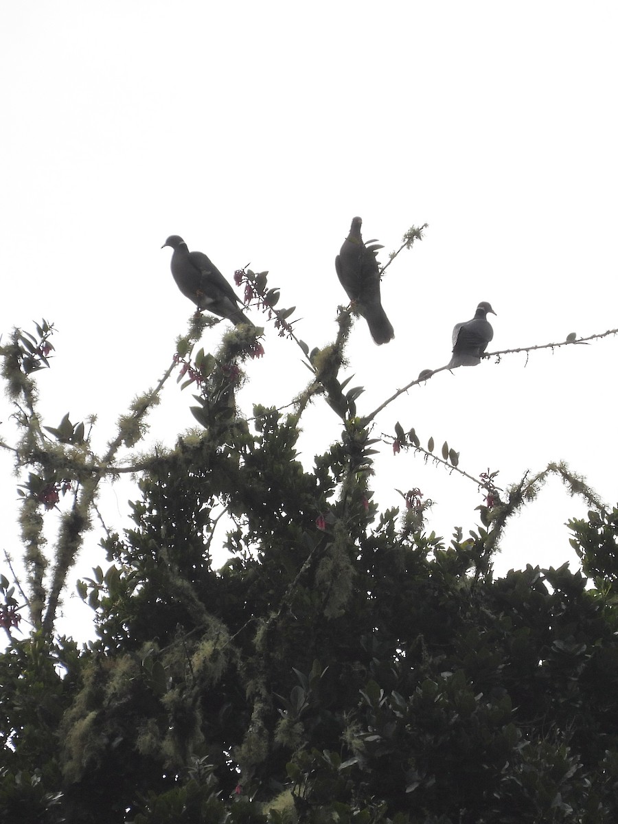 Band-tailed Pigeon - ML645743133